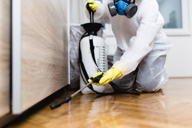 Wasp Removal Services in Walnut, CA