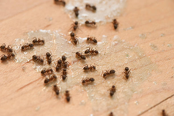 Wasp Removal Services in Walnut, CA