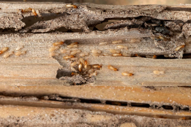 Best Pest Prevention Services  in Walnut, CA
