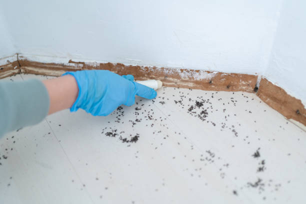 Best Wasp Removal Services  in Walnut, CA